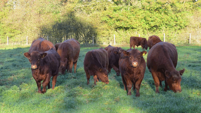 The Hawkley Herd